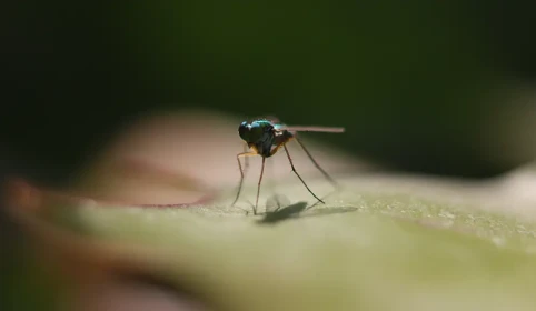 Dron jak komar. Nowa era wojskowego szpiegostwa.