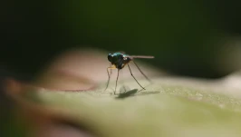 Chiński dron wielkości komara. Nowy wymiar miniaturowego wywiadu wojskowego